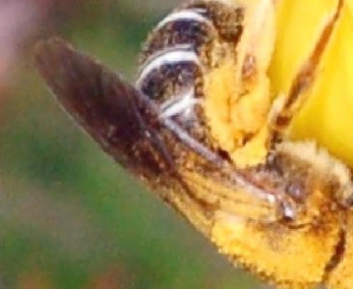 Halictus rubicundus